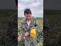 Sweet & Juicy Pineapple – High Quality Farm Product 🍍