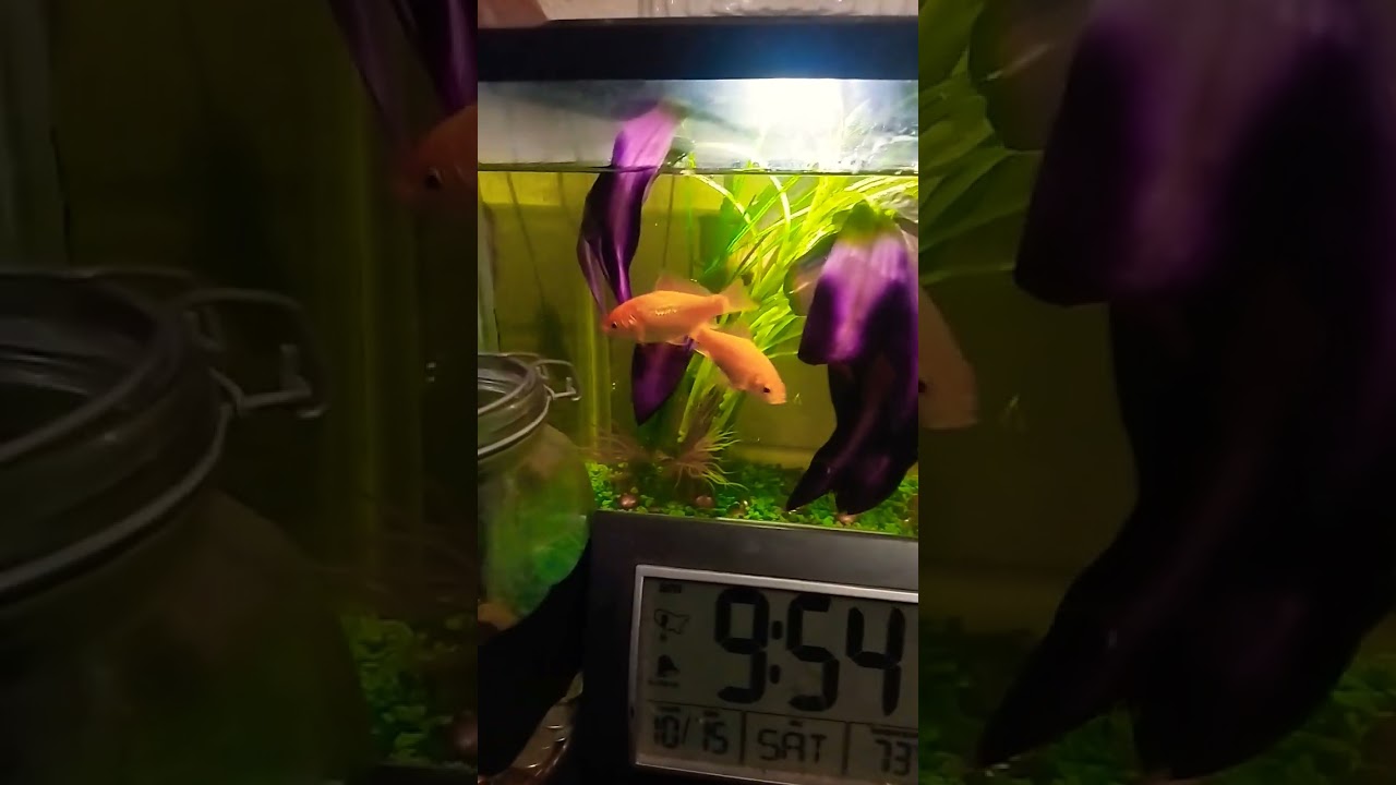 feeding and watching the kids lol 