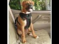 Pet Safety Vehicle Seat Belt Harness Review