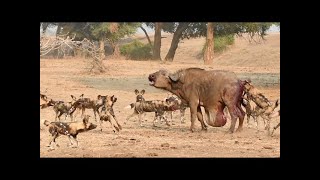 Дикие Собаки Напали На Рожающую Буйволиху. Вот Что Было Дальше...