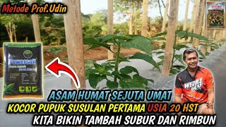 20 HST - FIRST FOLLOW-UP FERTILIZER TO MAKE IT MORE FERTILE USE THIS FERTILIZER || CHILI METHOD B...