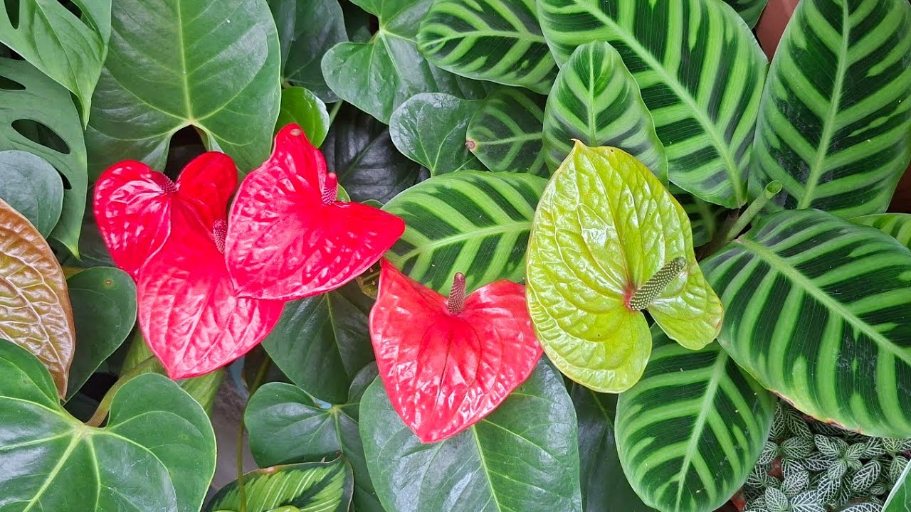 Plantas que Inspiram: Ideias para Amar Ainda Mais o Verde 🌱✨