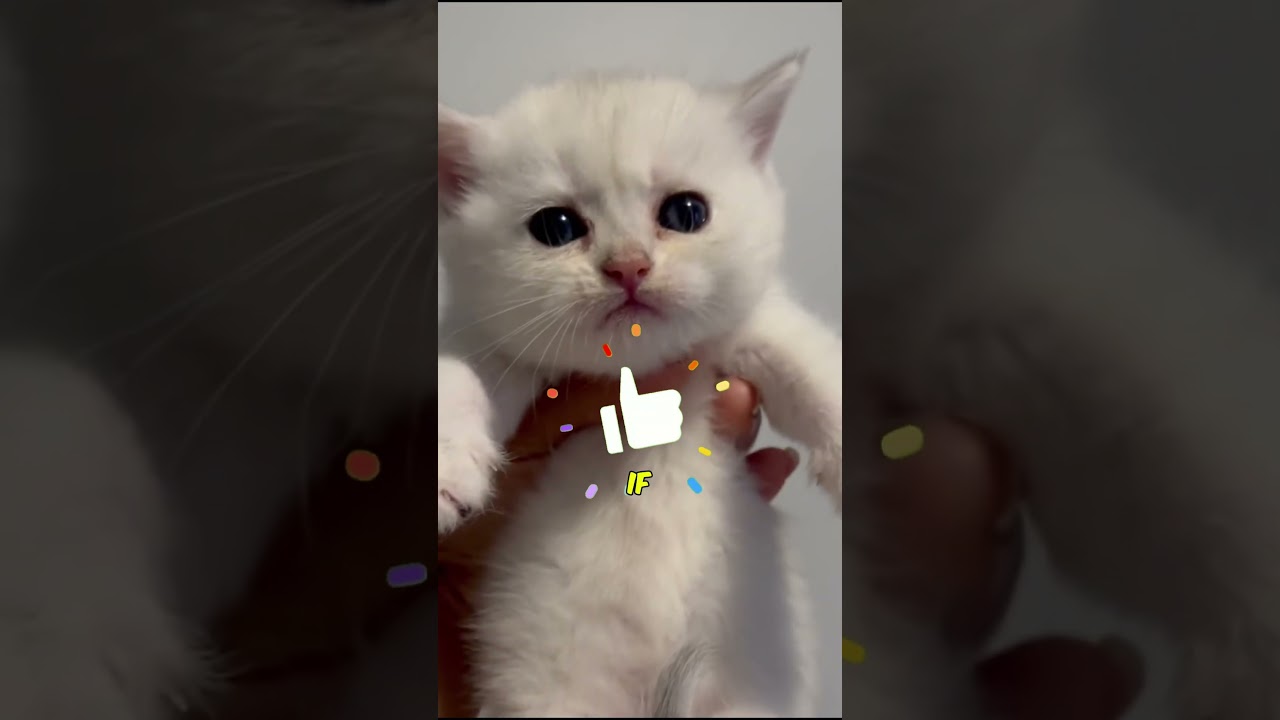 Ваш кот — скрытый гений? 🙀