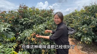 第一次来到荔枝园，树上现摘口感真美味，老白要尝试卖荔枝