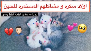 شوفوا جمال صغار القطه سكره ️ للاسف في واحد منهم عنده مشكله  / Mohamed Vlog