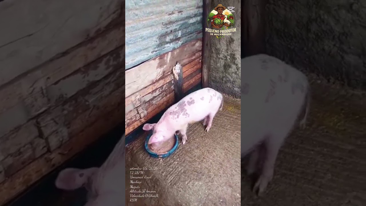 🐖 POCILGA DE BAIXO CUSTO! UMA IDEIA SIMPLES PARA COMEÇAR NO QUINTAL 🇲🇿