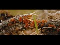 Canon Eos M Magic Lantern Raw 4.2k 1x3 12 bit | Fields | Helios 44-2
