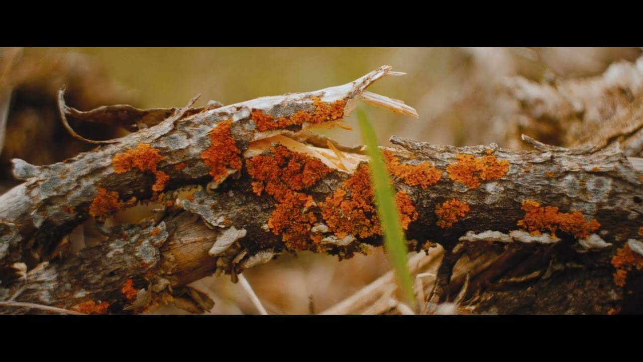 Canon Eos M Magic Lantern Raw 4.2k 1x3 12 bit | Fields | Helios 44-2