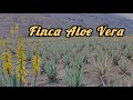 Gran Canaria. Finca Aloe Vera ☀️#video #travel #grancanaria #aloe