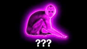15 "Monkey" Sound Variations in 30 Seconds