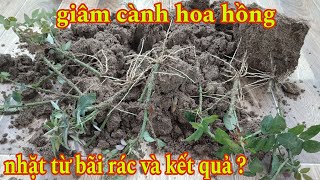 Giâm cành hoa hồng nhặt từ bãi rác về