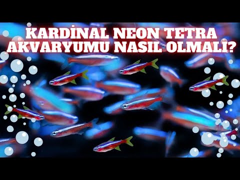 Video: Balık Bakımı: Neon Tetras ve Kardinal Tetras