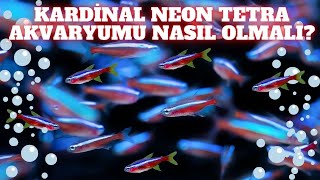 Kardinal Neon Tetra Akvaryumu Nsıl Olmalı?Cardinal Tetra Kardinal Neon Tetra Üretimi Yumurta Dökme
