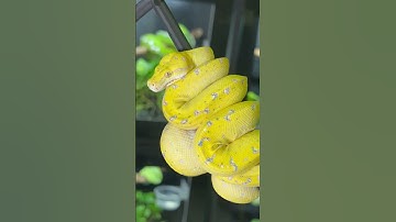 High yellow green tree python! #python #bright