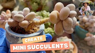 Sen Đá Mini Miniature Succulents Collection So Cute