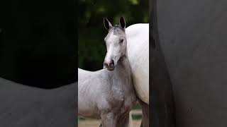 freedom horses competition #music #phonkmusic #audio #edm #song #phonkagressive
