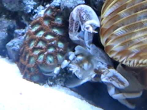 Porcelain Anemone Crab (Neopetrolisthes ohshimai) Porcelain Anemone Crab (Neopetrolisthes ohshimai)