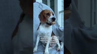 #dog #beagle #puppy #beagleboy #beagledog #pets #beagleworld #beaglelife #funny #shorts #funnyvideo