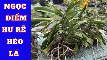 Cách xử lý lan ngọc điểm bị hư rễ, héo lá nhiều người không biết