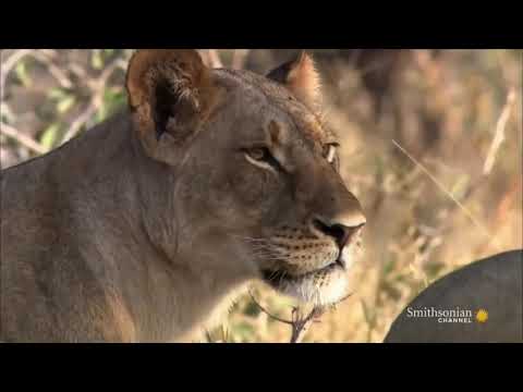 Video: Kas Zimbabwe Lion Encounter On Valesti Suunatud Looduskaitseprogramm? Matadori Võrk