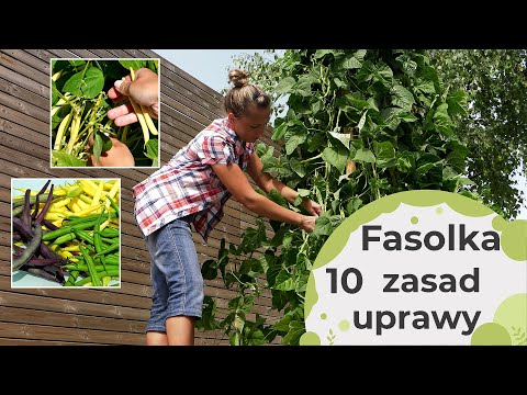 Wideo: Sadzenie fasoli w ogrodzie: rodzaje fasoli i sposób ich uprawy