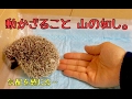 ハリネズミの慣らし方【さわりかた】How to practice the hedgehog