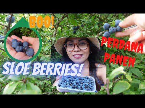 Video: Seperti apa rasanya sloe berry?