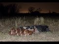 Sounder of 10 Hogs Eliminated + Bonus Boar