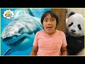 Learn about sharks panda and penguins with ryan  educational animal facts