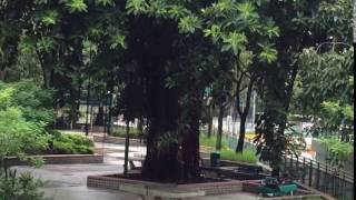 WhatsApp Video 20160714 1