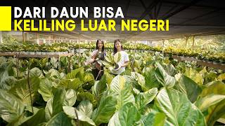 TANAMAN INI DICARI SELURUH DUNIA KARENA LANGKA DAN HARGA YANG TINGGI