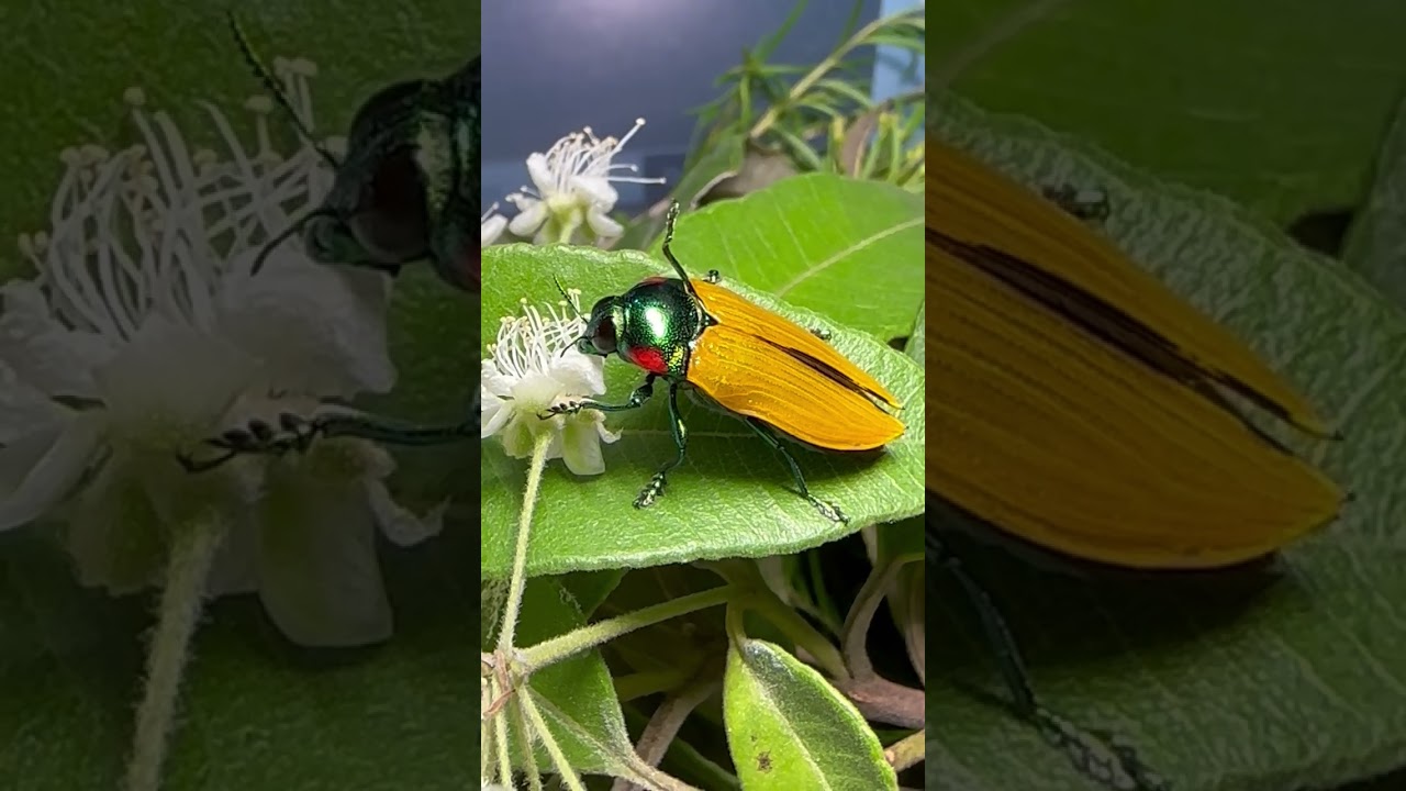 Castiarina rayclarkei eating flower.