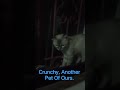 Crunchy, Loves To Stay At The Window Always. #fypviral #petlover #asmr #relatablecontent #funnycute.