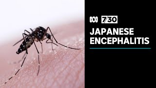 Man fighting for his life after contracting Japanese encephalitis | 7.30