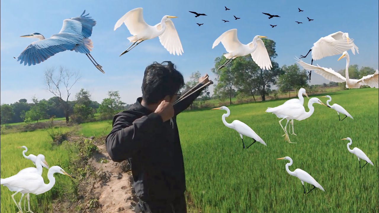 How to find food using a slingshot (4K) : ការប្រមាញ់កុក លលក បែបសប្បាយៗ