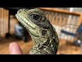 Sailfin dragon Easter egg hunt