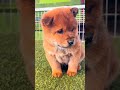 Adorable Fluffy Puppy Howling Softly #puppy #cuteanimals #howlingpuppy #fluffypuppy