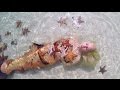 Mermaid Melissa with real sea stars on Starfish Island