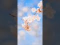 birds sounds