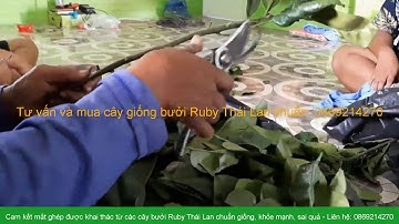 Cam kết cây giống bưởi Ruby Thái được khai thác từ cây bố mẹ chuẩn giống, to, khỏe mạnh và sai quả