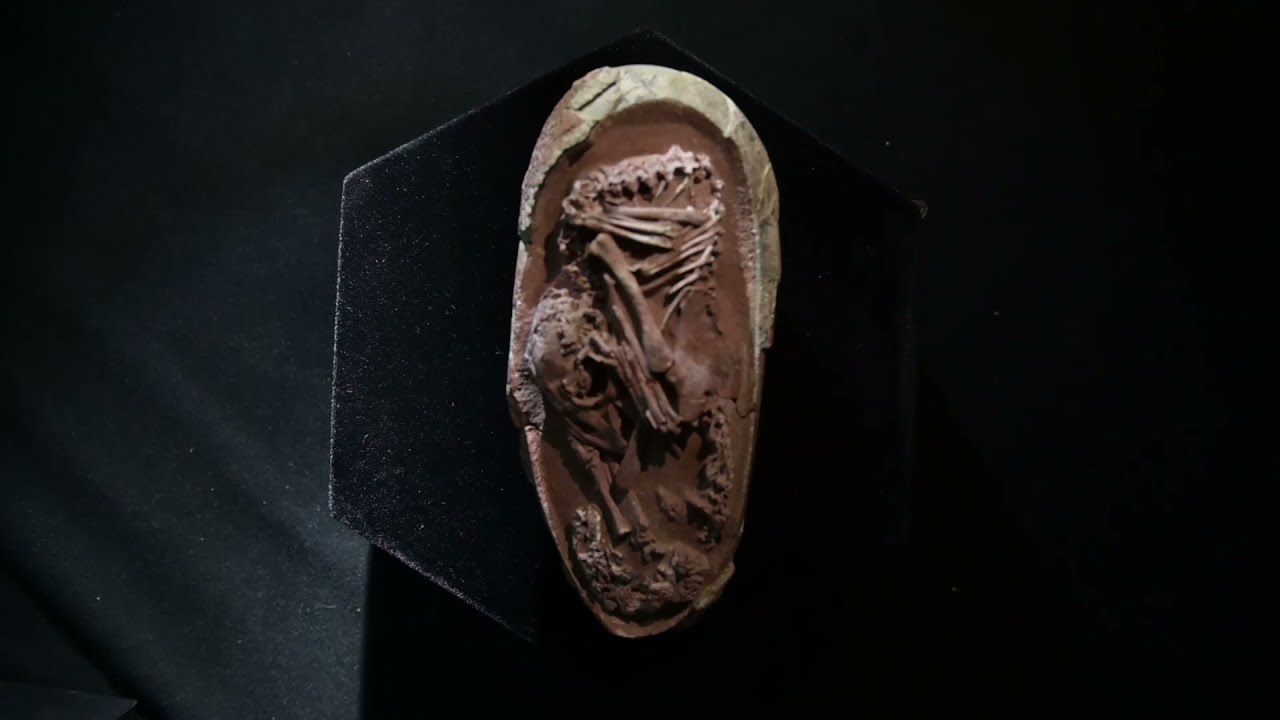 恐竜の卵の化石からふ化前の「赤ちゃん」発見 - YouTube