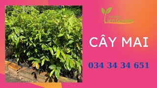 Mua cây mai quấn rễ đẹp ở đâu| Tiên Garden| 0343434651