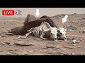 NASA Perseverance Rover Latest Video SOL 1805| Mars 360 Footage | Mars in 4k | Mars photo