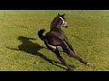 Sliding!🙈 Mathilde in the meadow for the first time. Friesian Horses