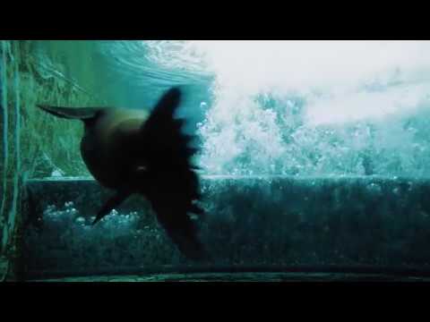 CURIOSITY AND CONTROL TRAILER 2