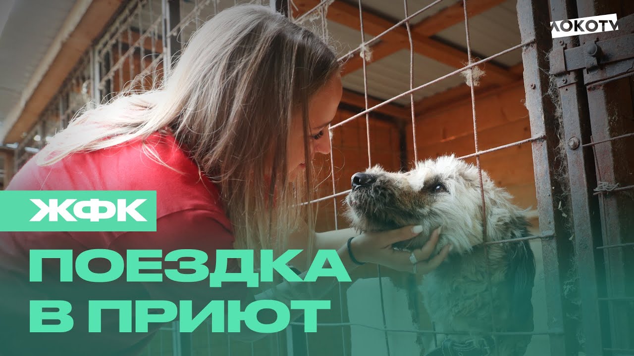 «Все любят животных, им надо помогать». Игроки ЖФК посетили приют «Ника ...
