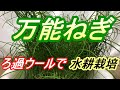 万能ねぎ 種まき～収穫　ろ過ウールで【水耕栽培】