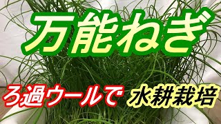 万能ねぎ 種まき～収穫　ろ過ウールで【水耕栽培】
