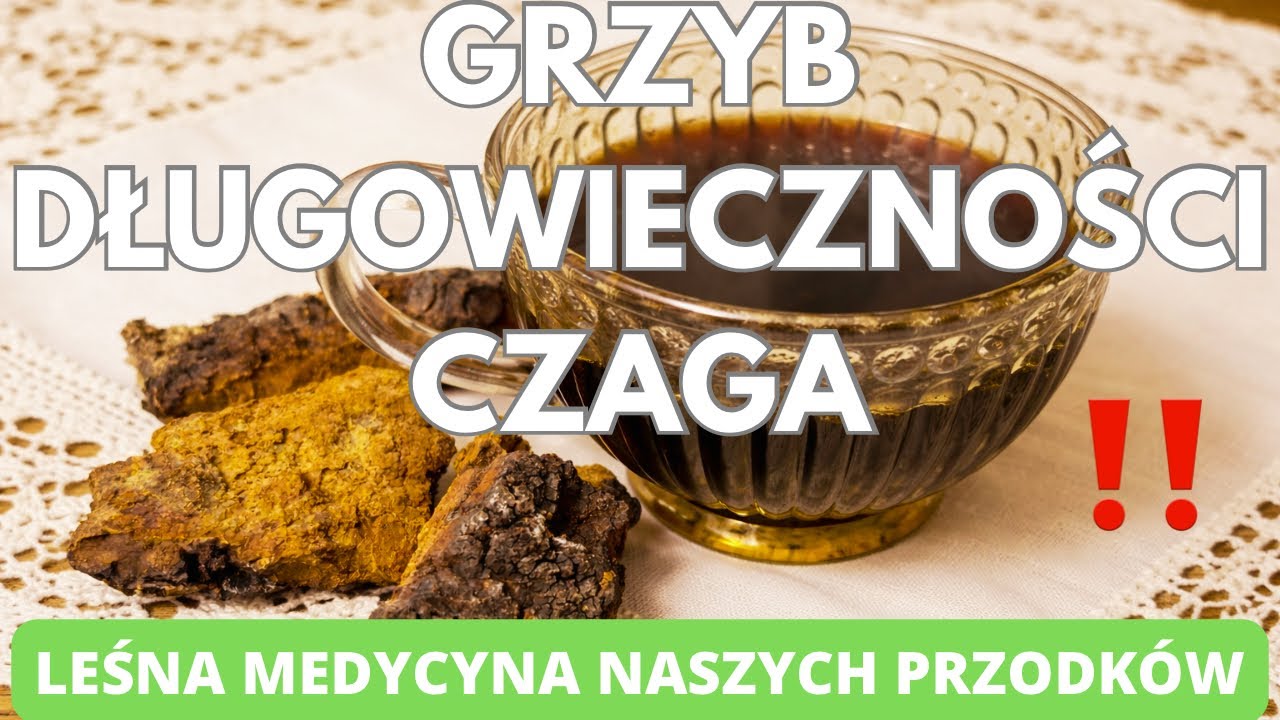 Grzyb długowieczności. Leśna medycyna naszych przodków. CZAGA 