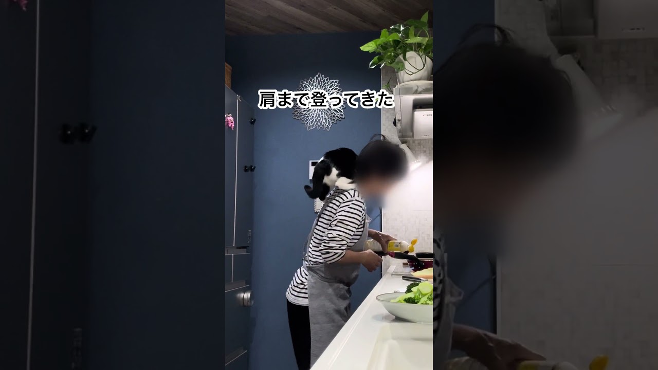 おんぶされたい猫vs料理をしたい女 #おんぶ猫ムロ #ねこ